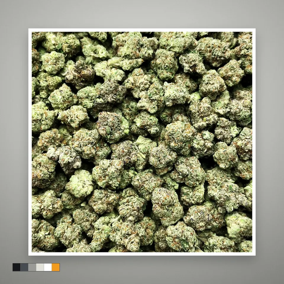 White Russian THCA flower, light-dep, on a grey card