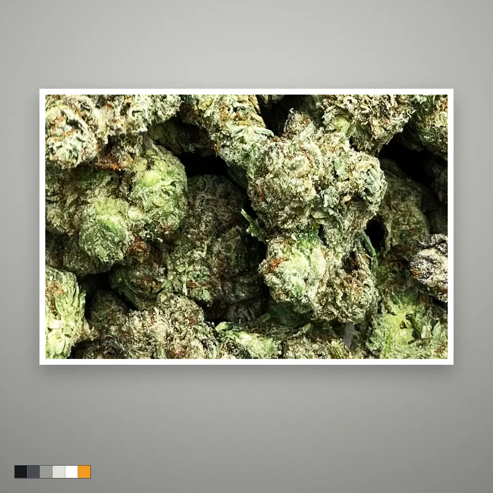 White Russian THCA flower, light-dep, the lot as it grades, print on a grey card
