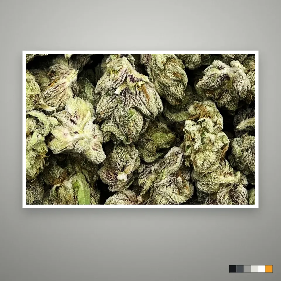 Zoda THCA flower, indoor, the lot as it grades, print on a grey card