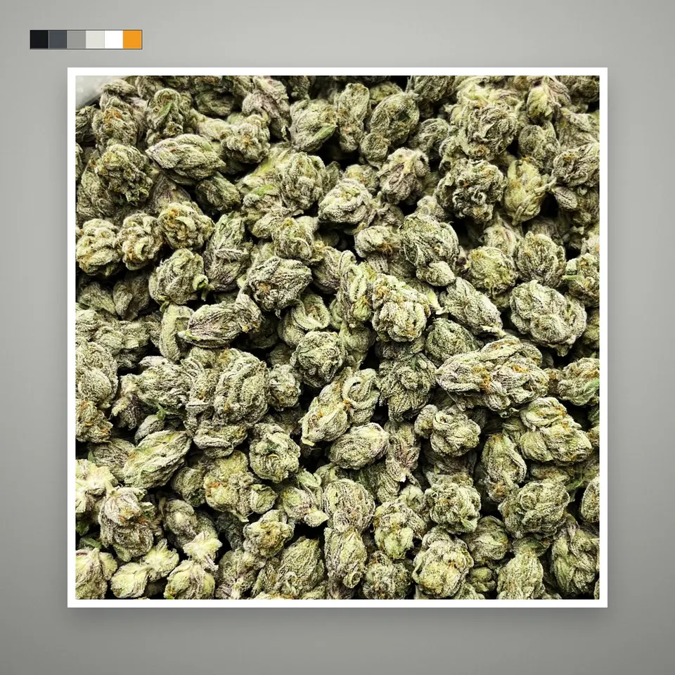 Zoda THCA flower, indoor, on a grey card