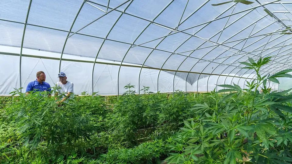 Wide view of hemp plants inside a hoop greenhouse