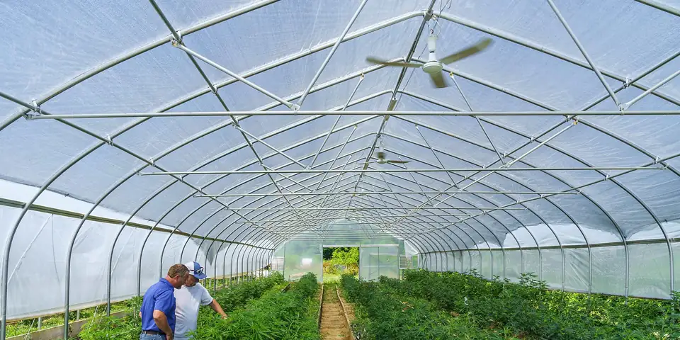 Rows of hemp inside a hoop greenhouse