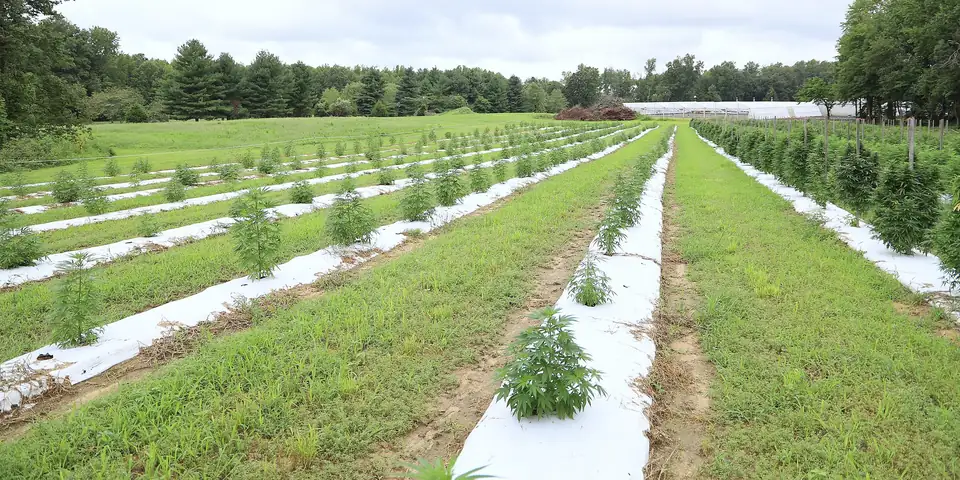 Long rows of young hemp plants on plastic mulch